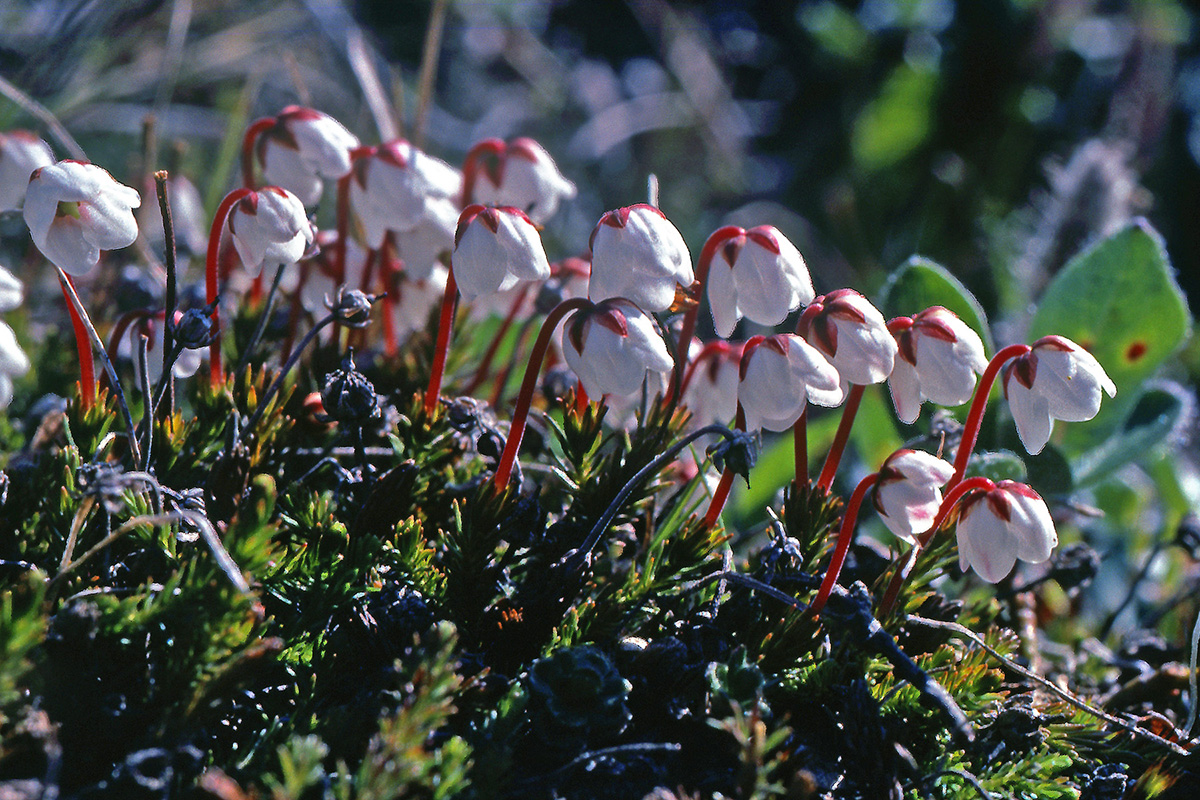 Ericaceae Harrimanella hypnoides