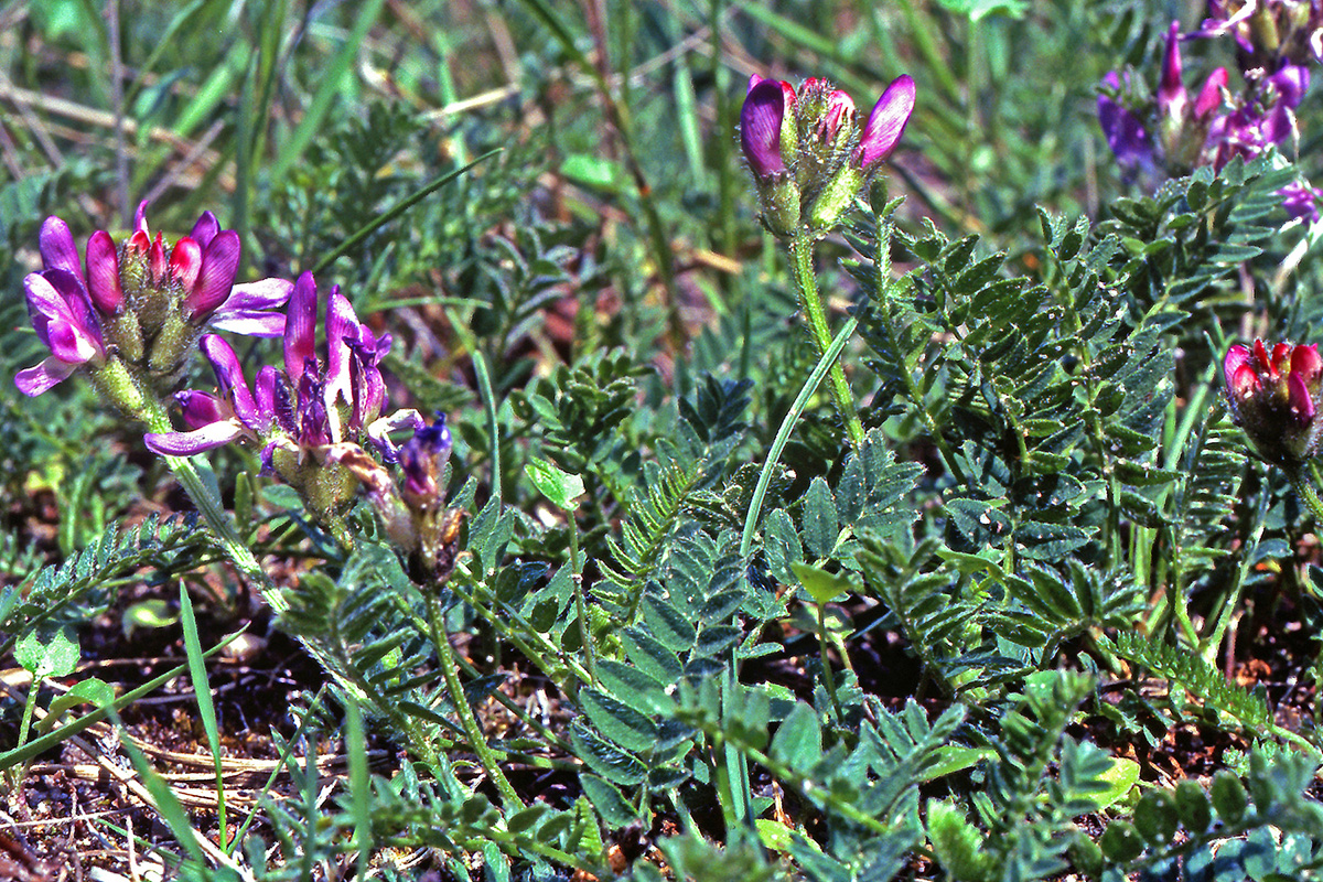 Fabaceae Astragalus danicus