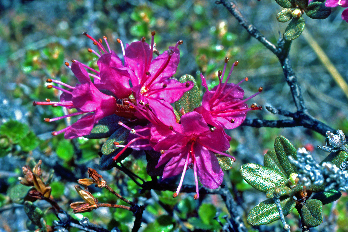 Ericaceae Rhododendron lapponicum
