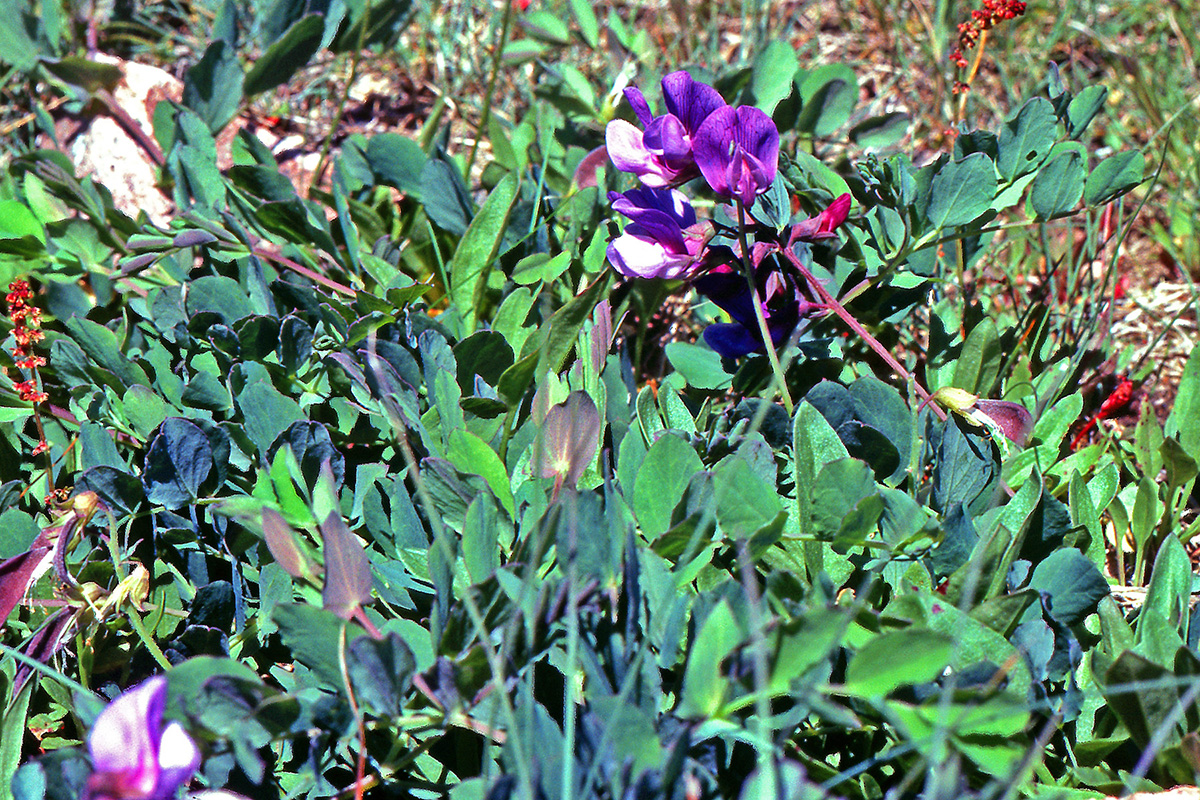 Fabaceae Lathyrus japonicus