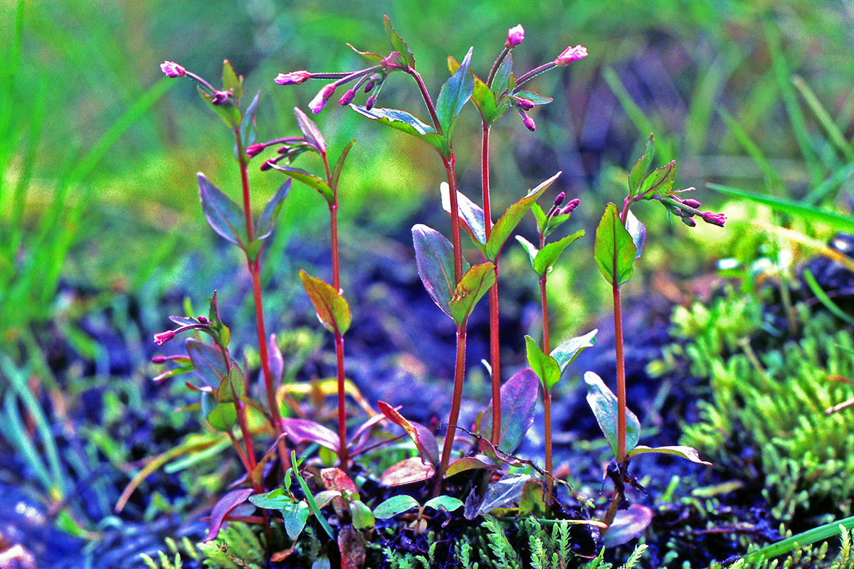 Onagraceae Epilobium hornemannii