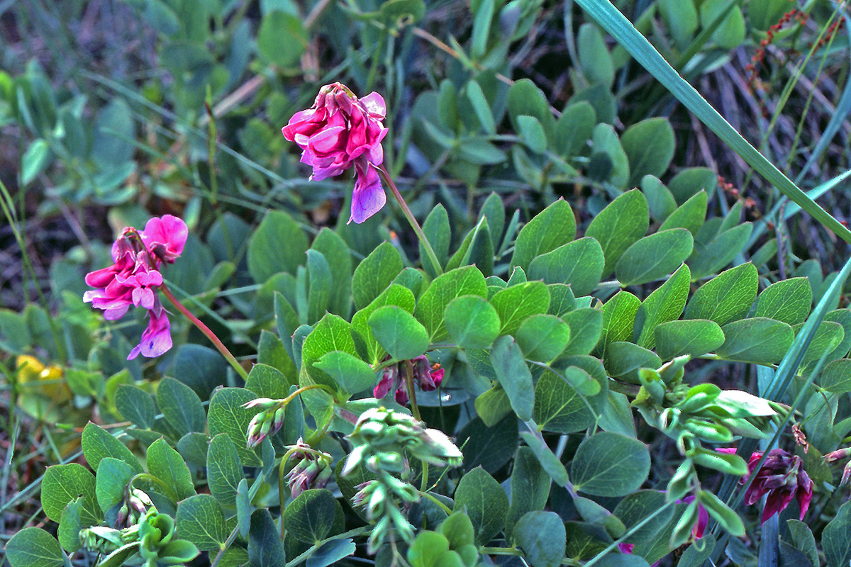 Fabaceae Lathyrus japonicus