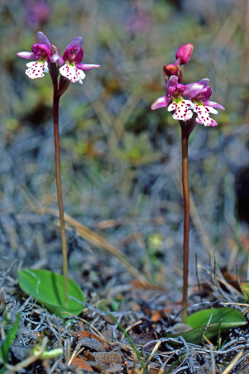 Orchidaceae Galearis rotundifolia