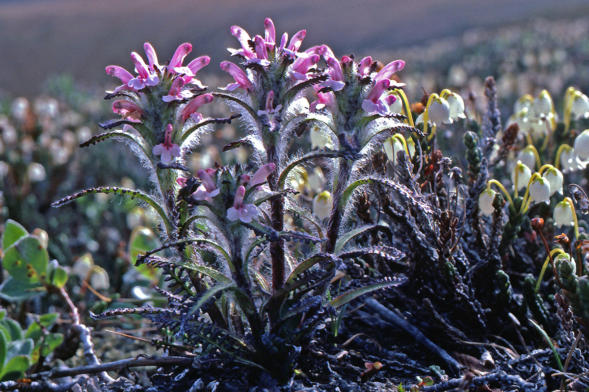 Orobanchaceae Pedicularis hirsuta