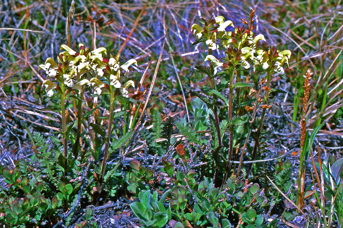 Orobanchaceae Pedicularis lapponica