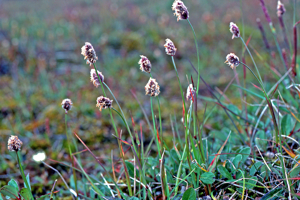 Poaceae Alopecurus magellanicus