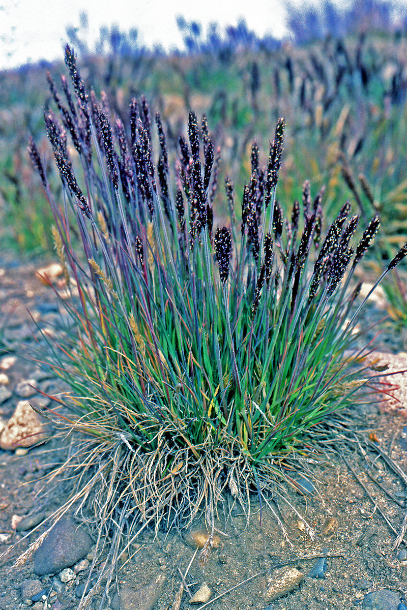 Poaceae Trisetum spicatum