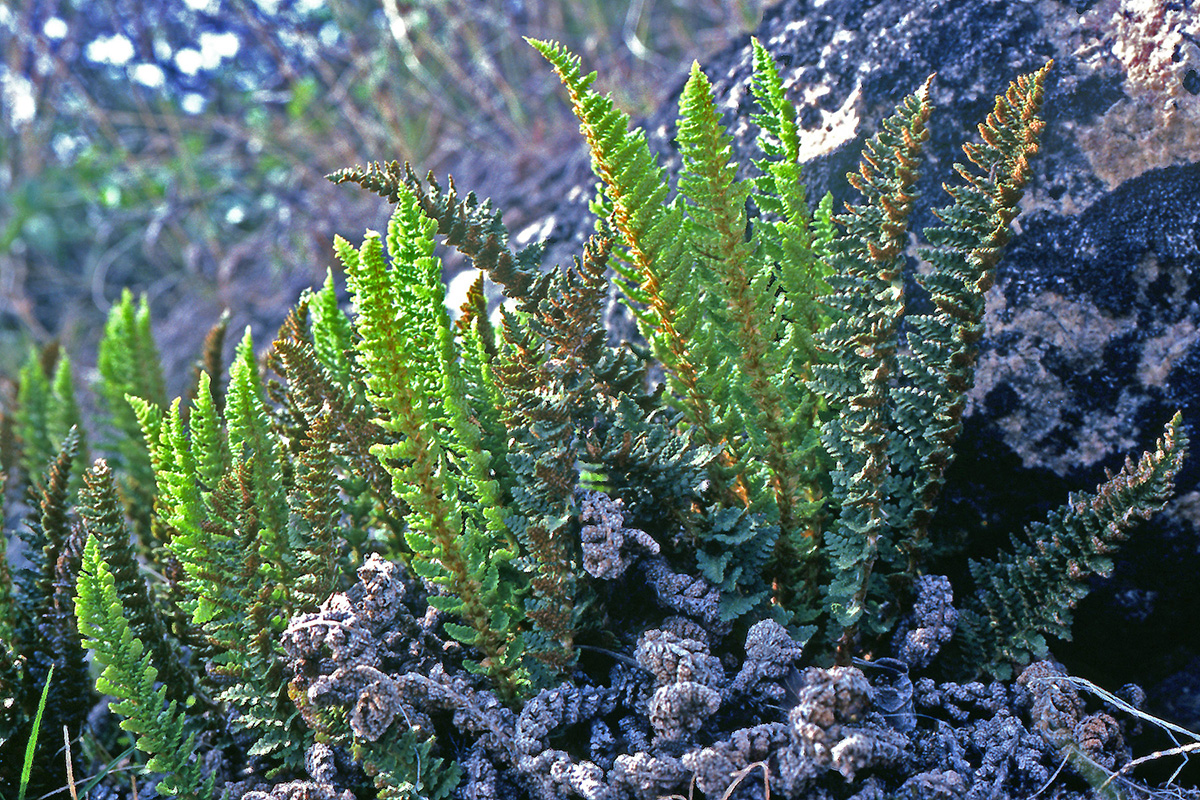 Dryopteridaceae Dryopteris fragrans