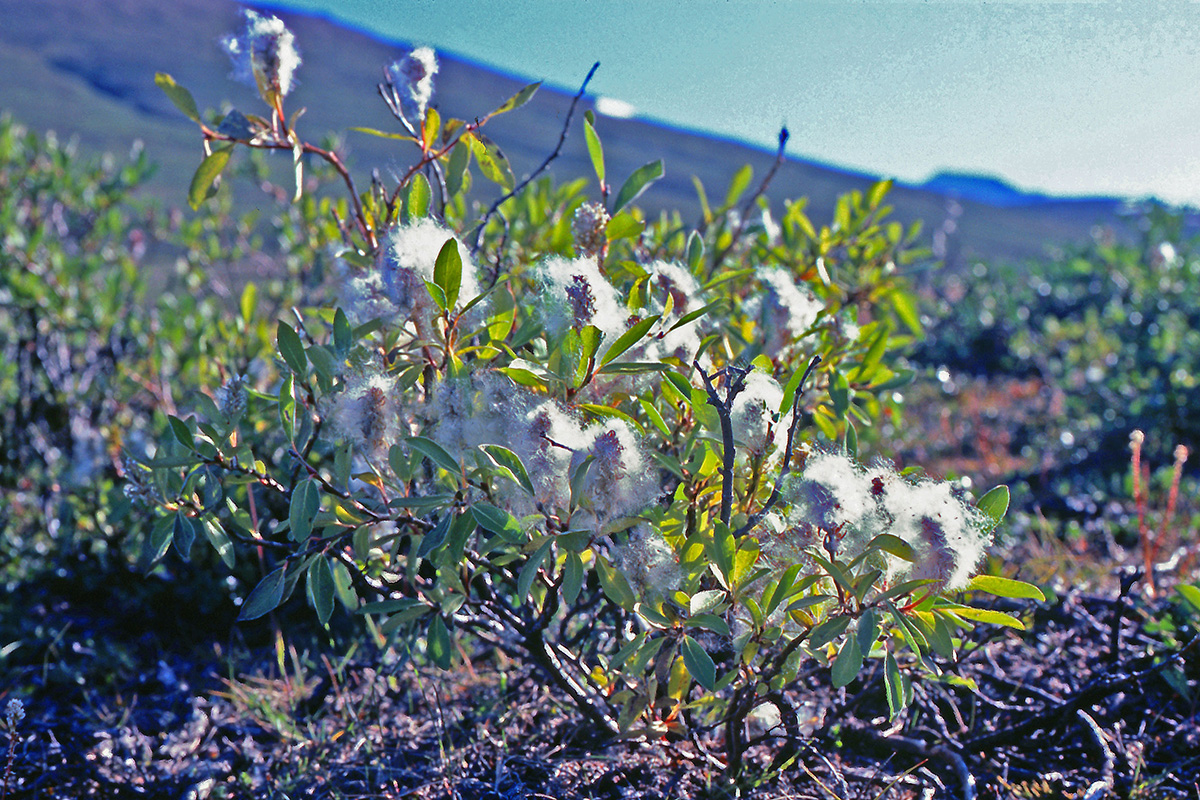 Salicaceae Salix arctica