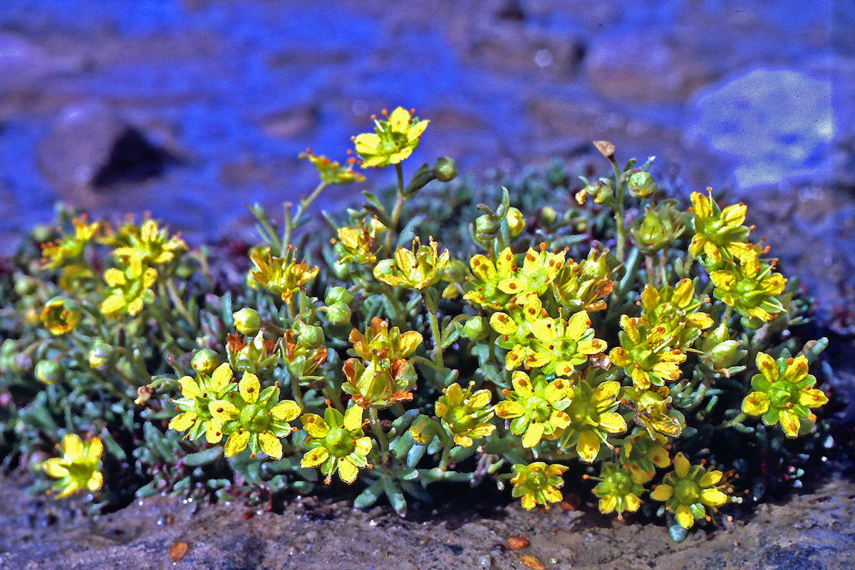 Saxifragaceae Saxifraga aizoides