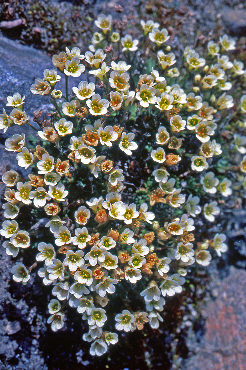 Saxifragaceae Saxifraga cespitosa