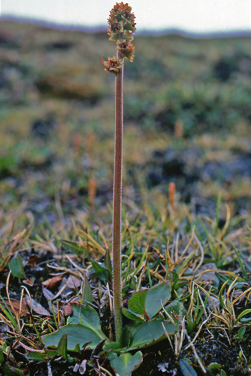 Saxifragaceae Saxifraga hieraciifolia