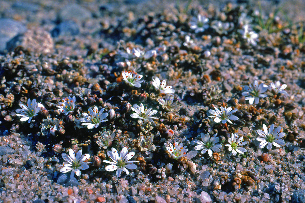 Caryophyllaceae Stellaria humifusa
