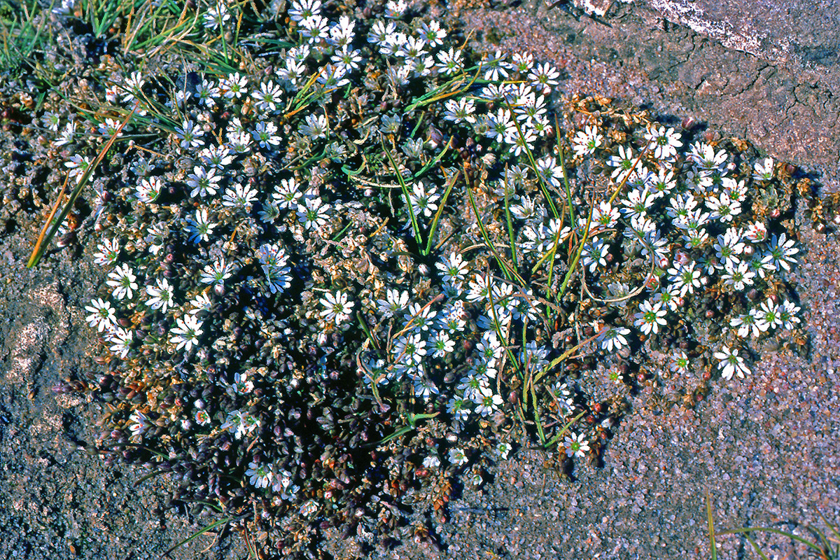 Caryophyllaceae Stellaria humifusa