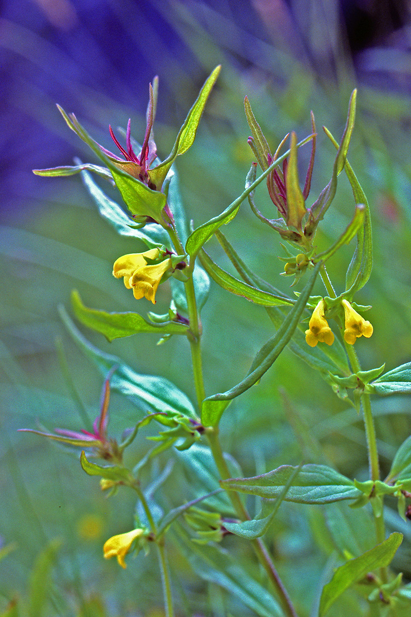 Orobanchaceae Melampyrum silvaticum