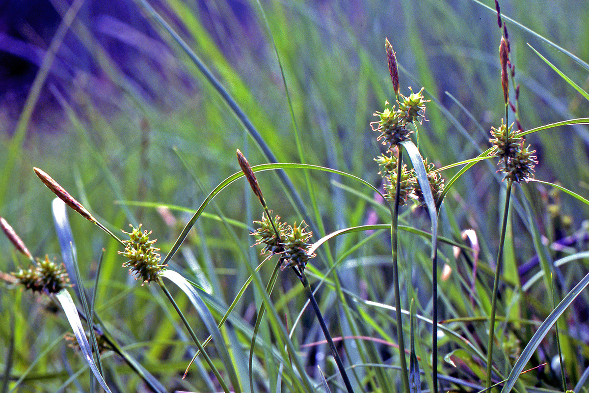 Cyperaceae Carex viridula