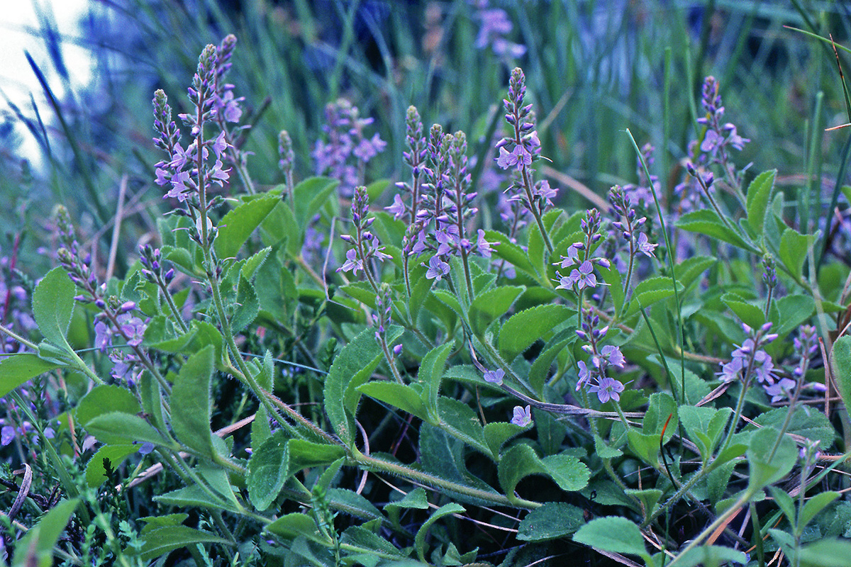 Plantaginaceae Veronica officinalis