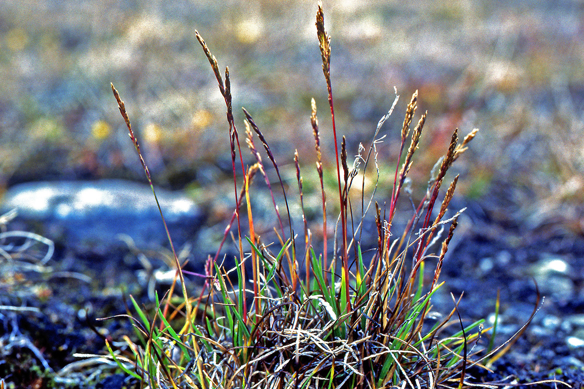 Poaceae Puccinellia vahliana
