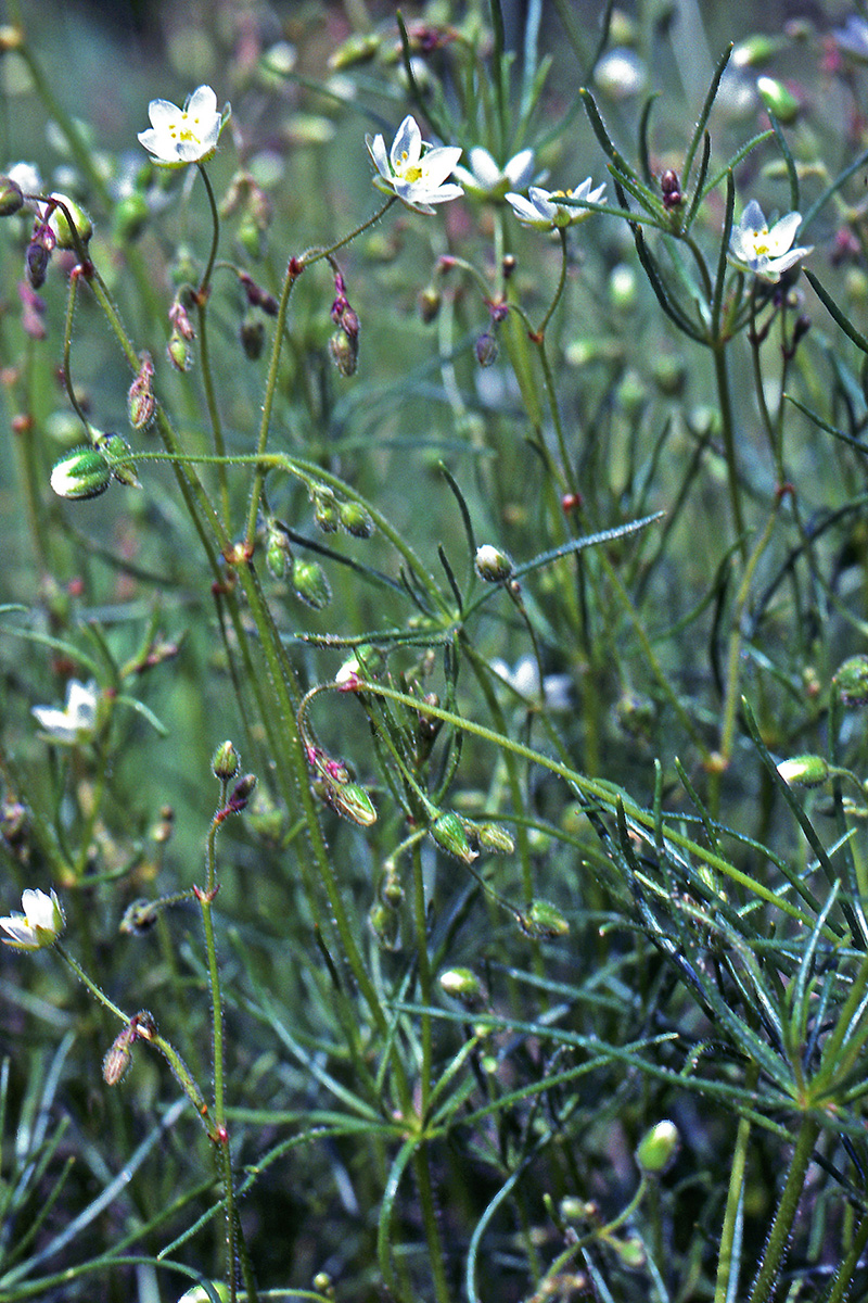 Caryophyllaceae Spergula arvensis