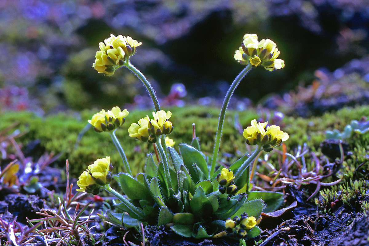 Brassicaceae Draba alpina