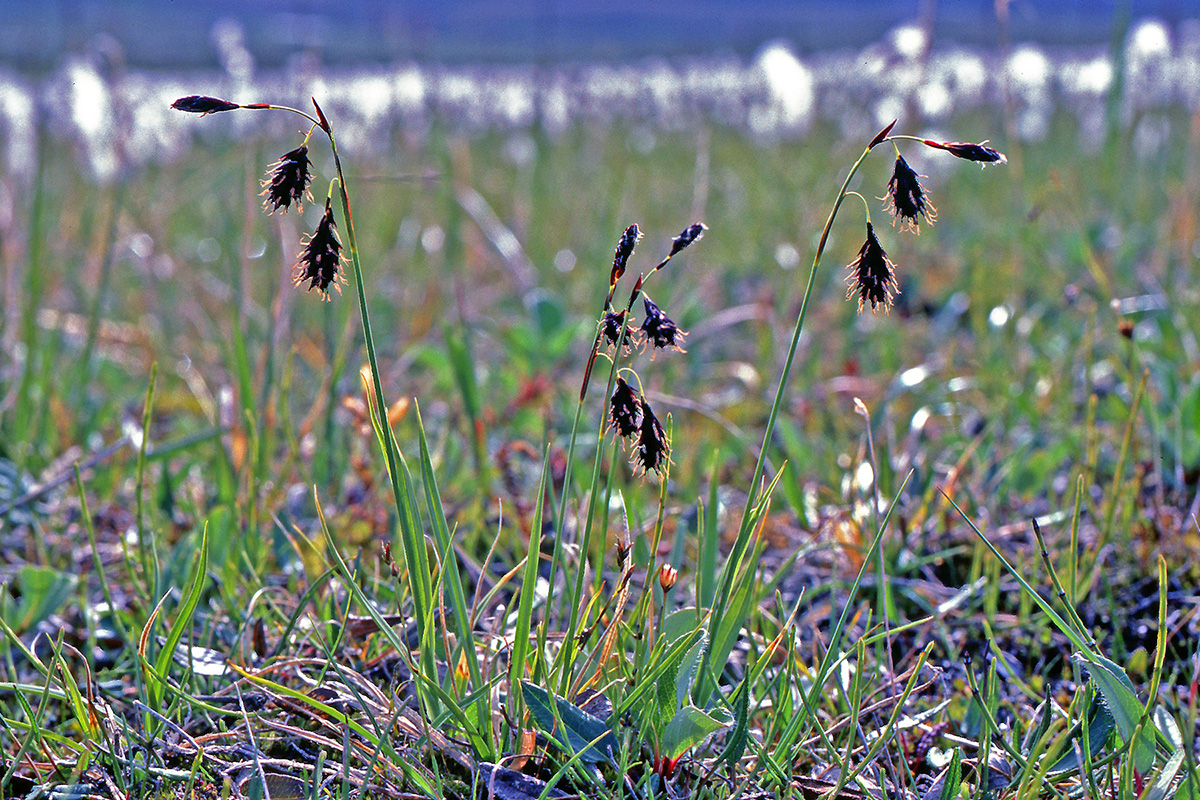 Cyperaceae Carex atrofusca