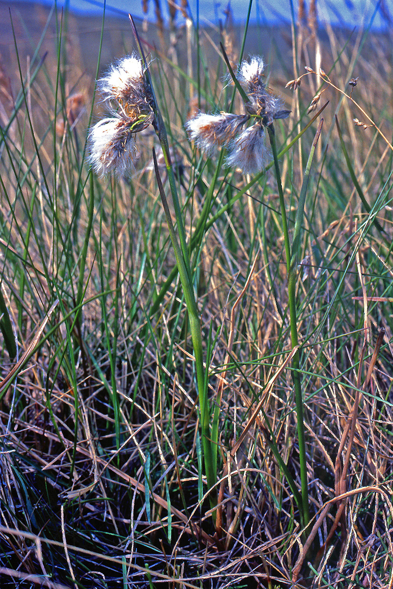 Cyperaceae Eriophorum angustifolium