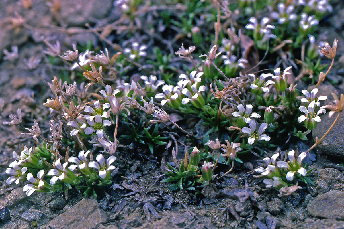 Caryophyllaceae Minuartia biflora