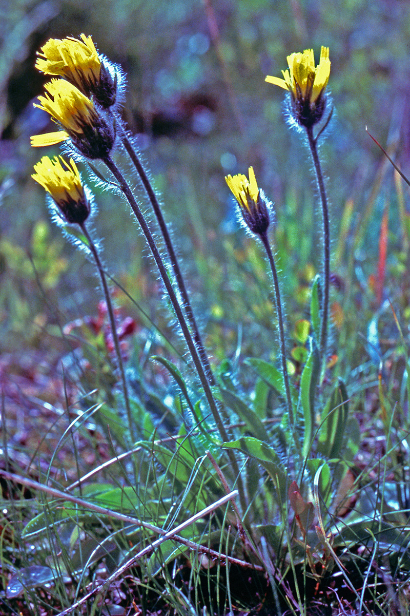 Asteraceae Hieracium alpinum