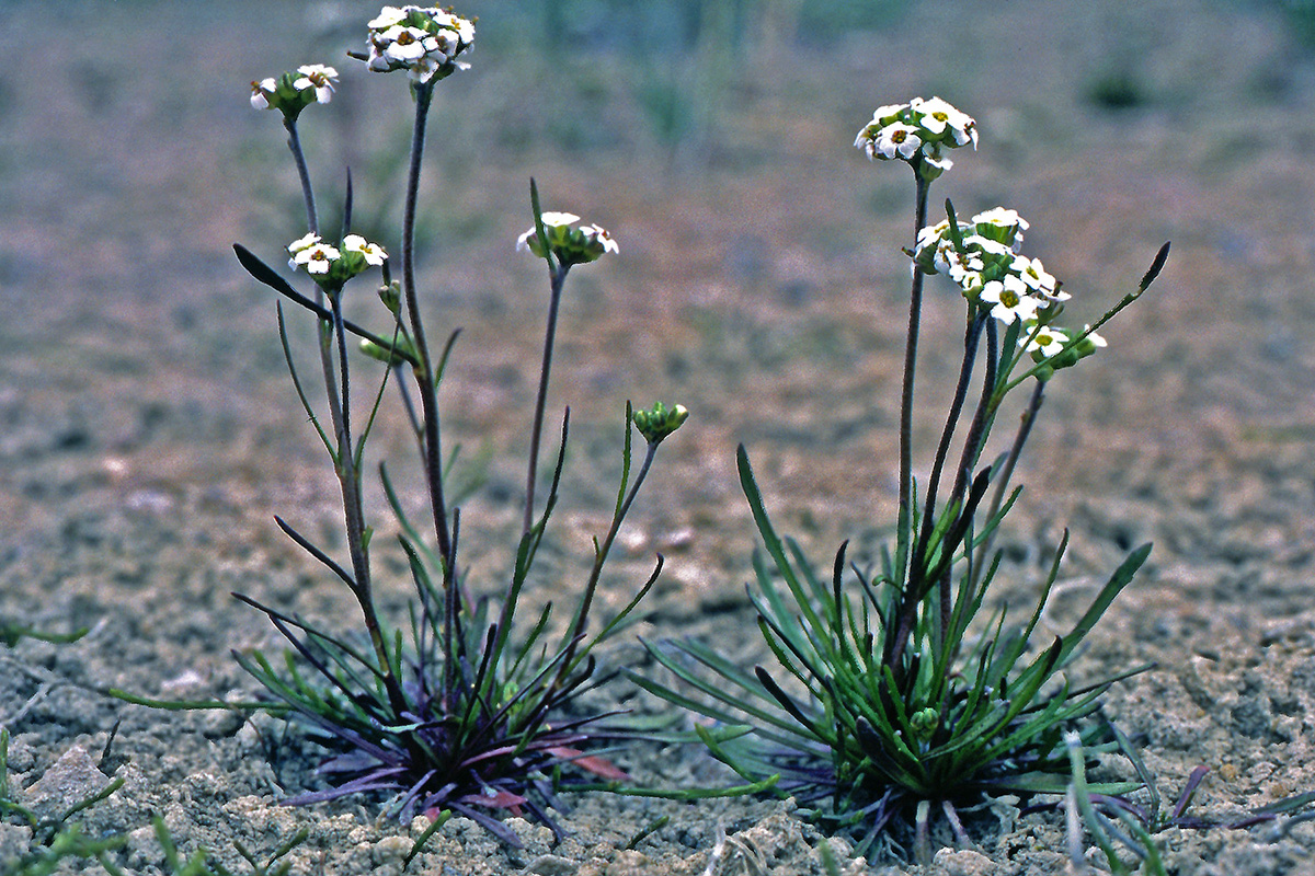 Brassicaceae Braya linearis