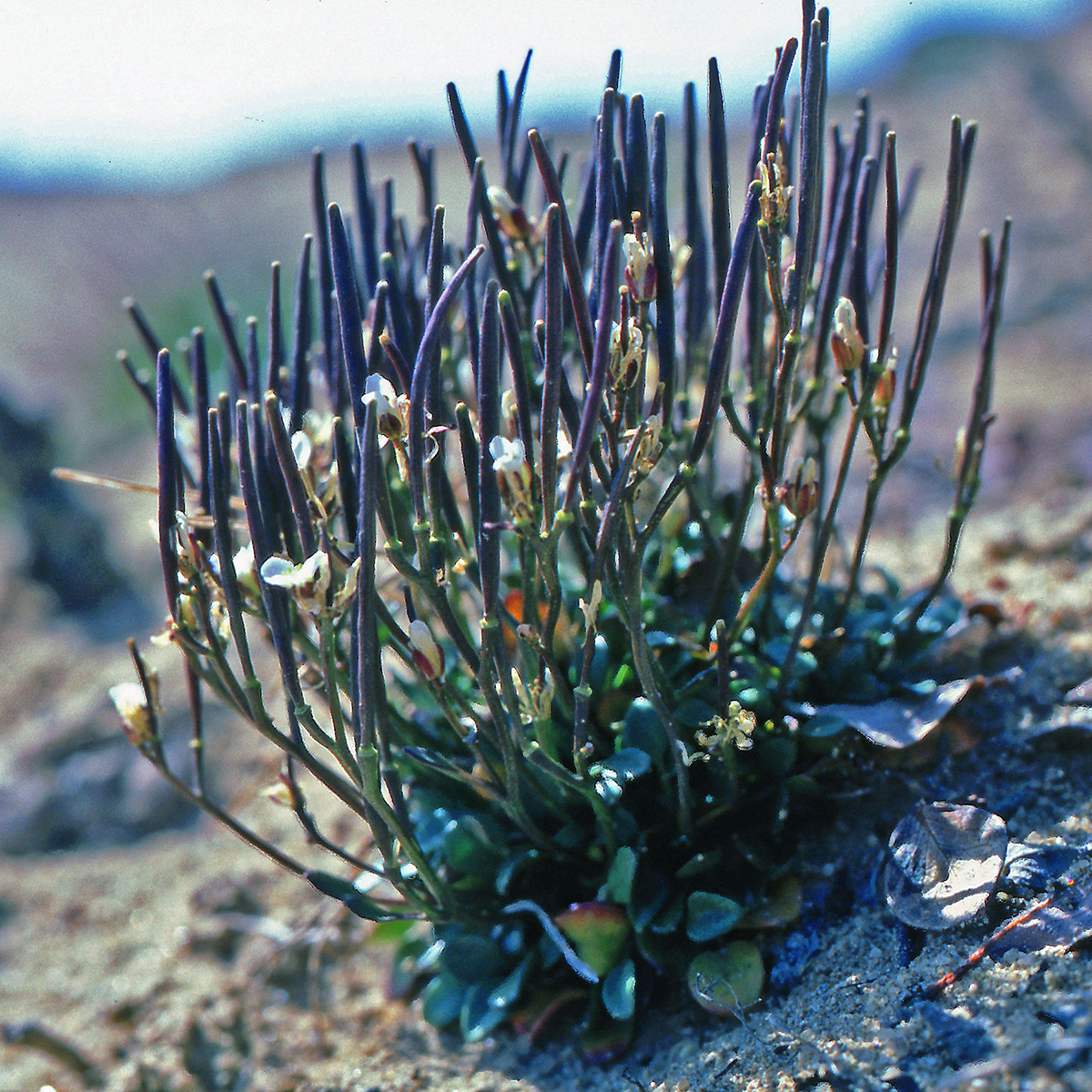 Brassicaceae Cardamine bellidifolia