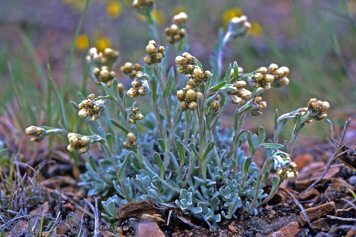 Asteraceae Antennaria rosea