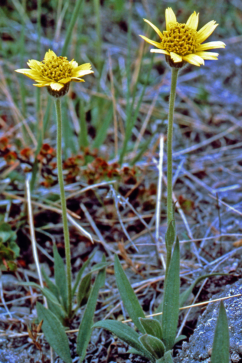 Asteraceae Arnica angustifolia