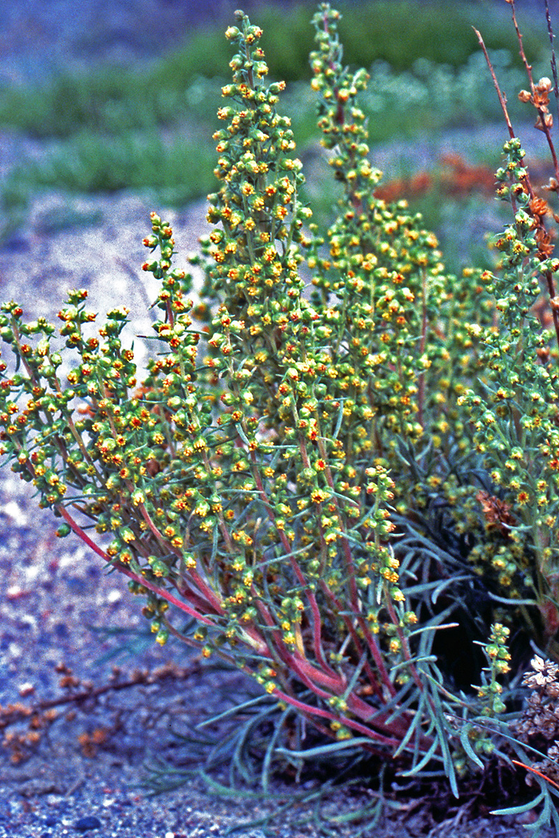 Asteraceae Artemisia campestris