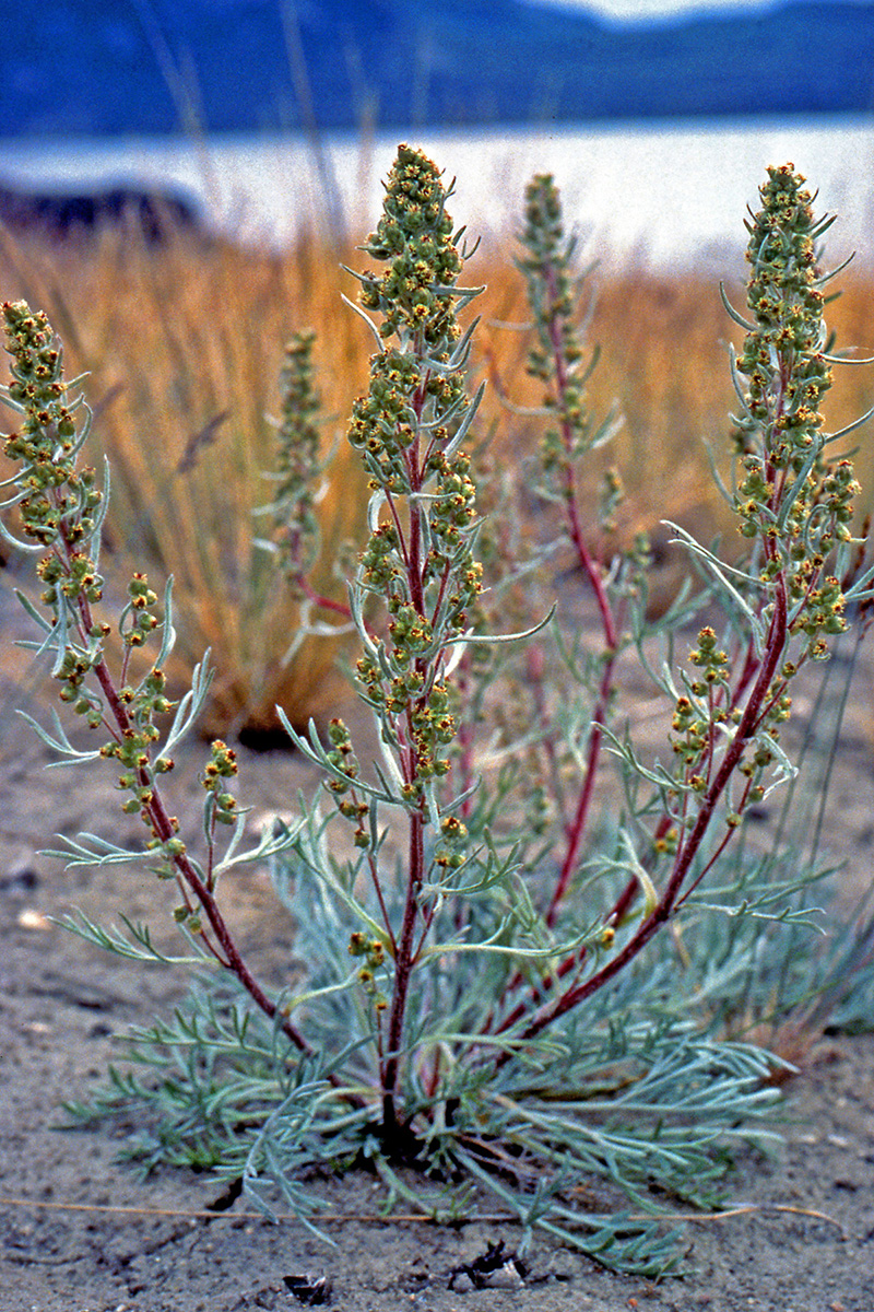 Asteraceae Artemisia campestris