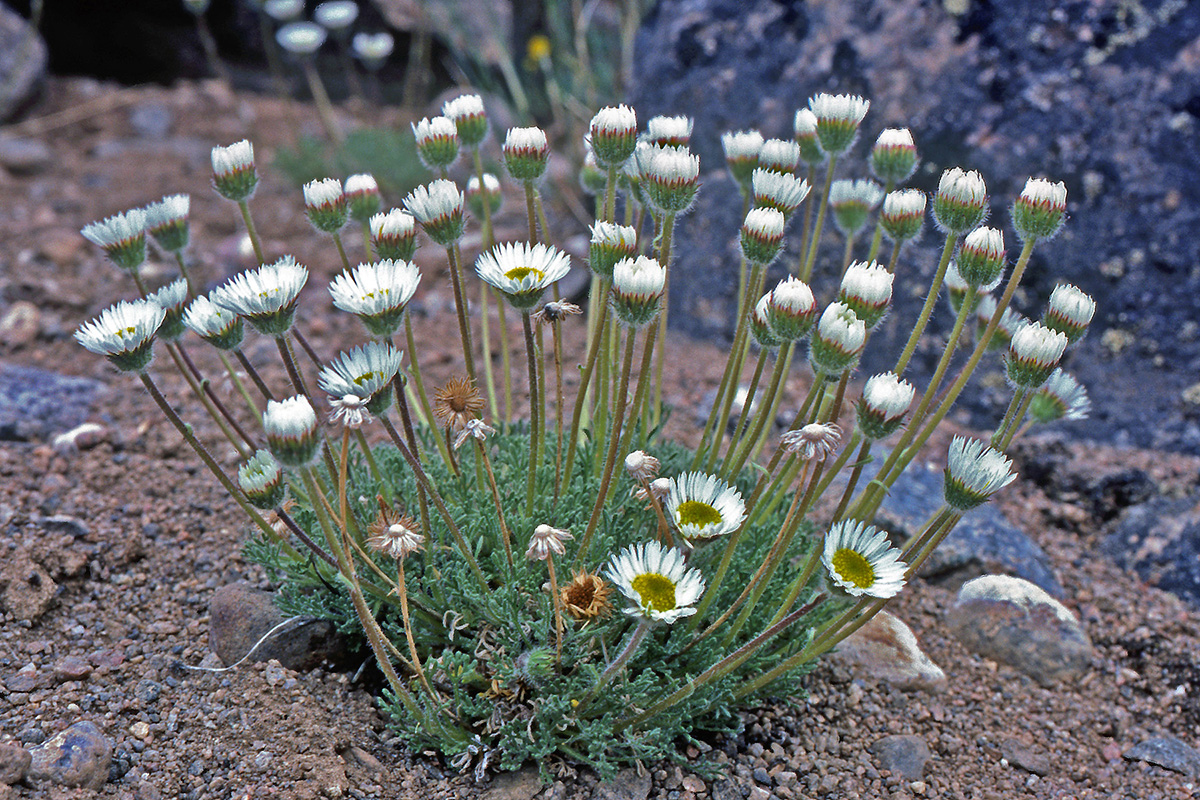 Asteraceae Erigeron compositus