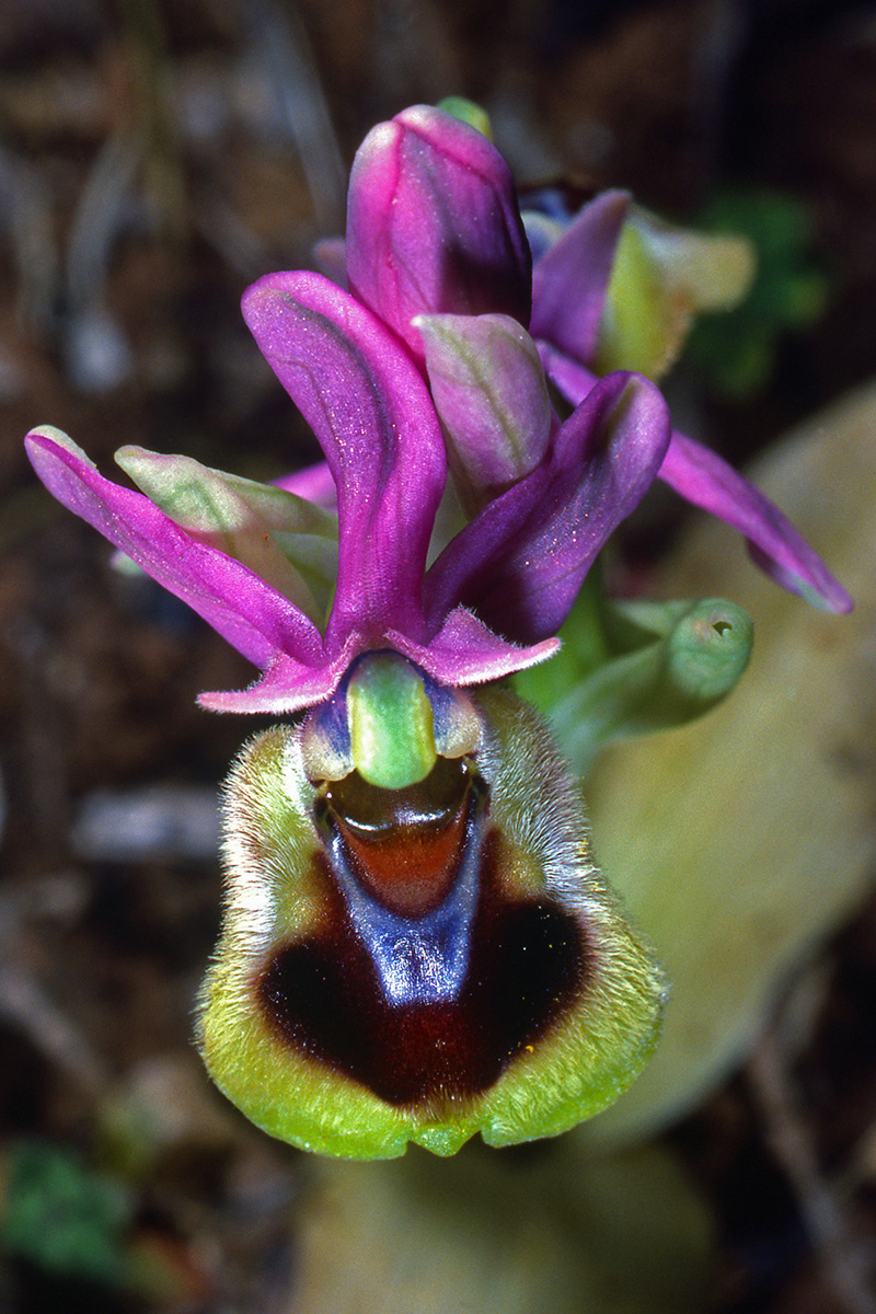 Orchidaceae Ophrys tenthredinifera