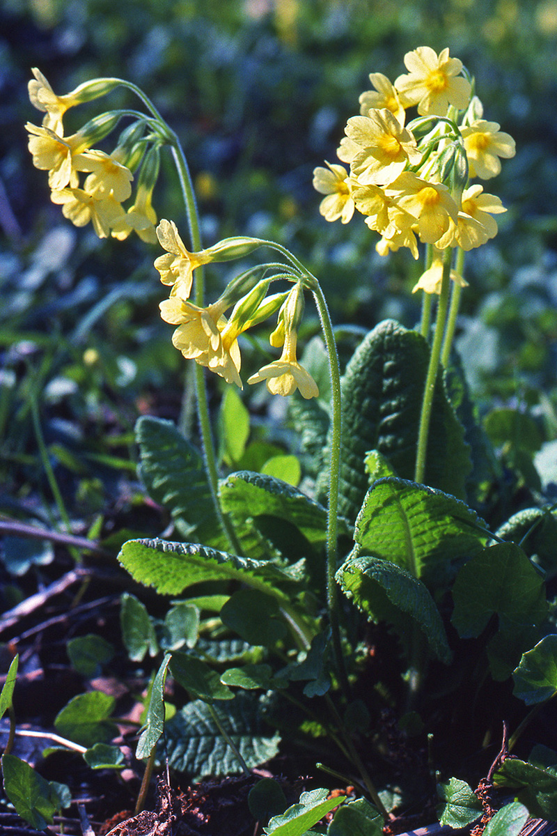 Primulaceae Primula elatior