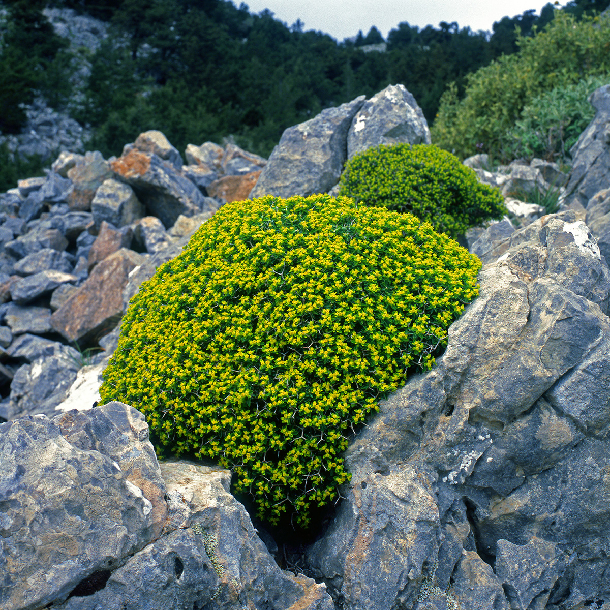 Euphorbiaceae Euphorbia acanthothamnos