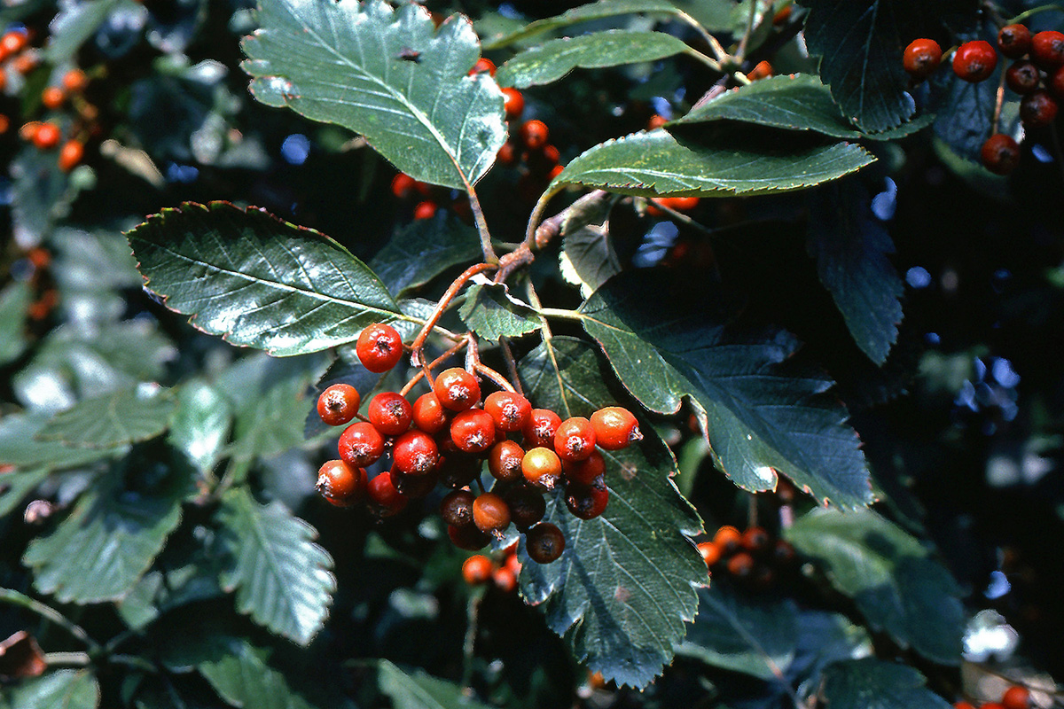 Rosaceae Sorbus intermedia