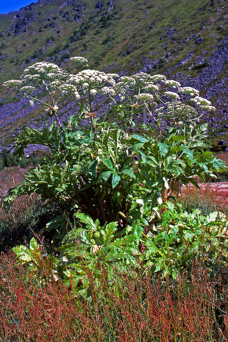 Apiaceae Heracleum pubescens