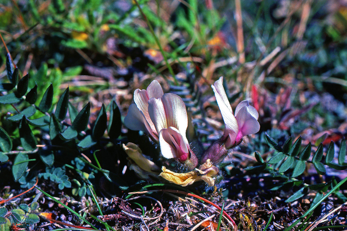 Fabaceae Oxytropis campestris