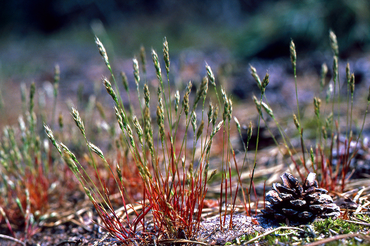 Poaceae Aira praecox