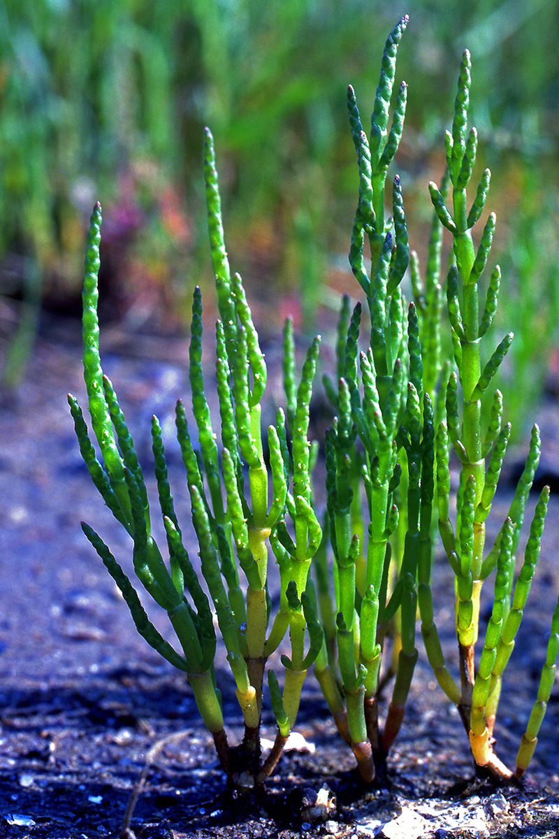 Amaranthaceae Salicornia europaea
