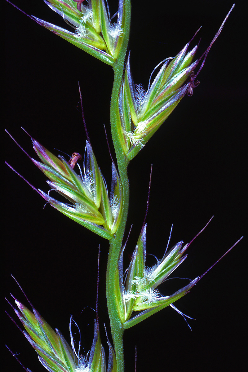 Poaceae Lolium multiflorum
