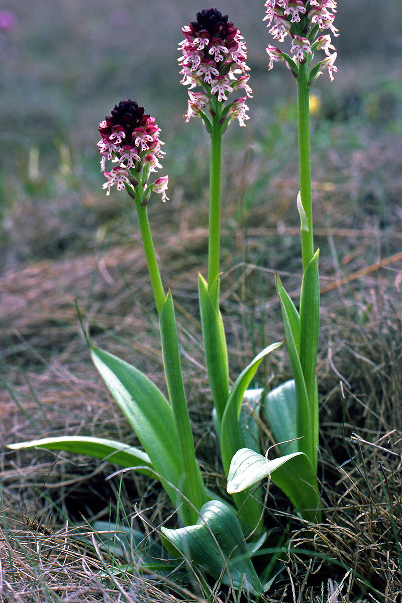 Orchidaceae Neotinea ustulata