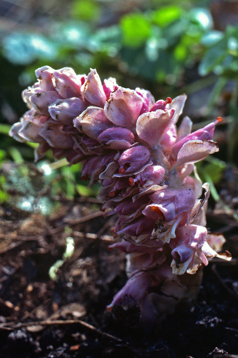 Orobanchaceae Lathraea squamaria