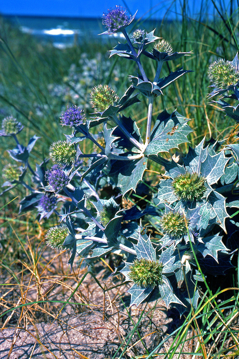 Apiaceae Eryngium maritimum
