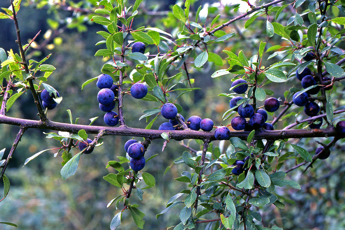 Rosaceae Prunus spinosa
