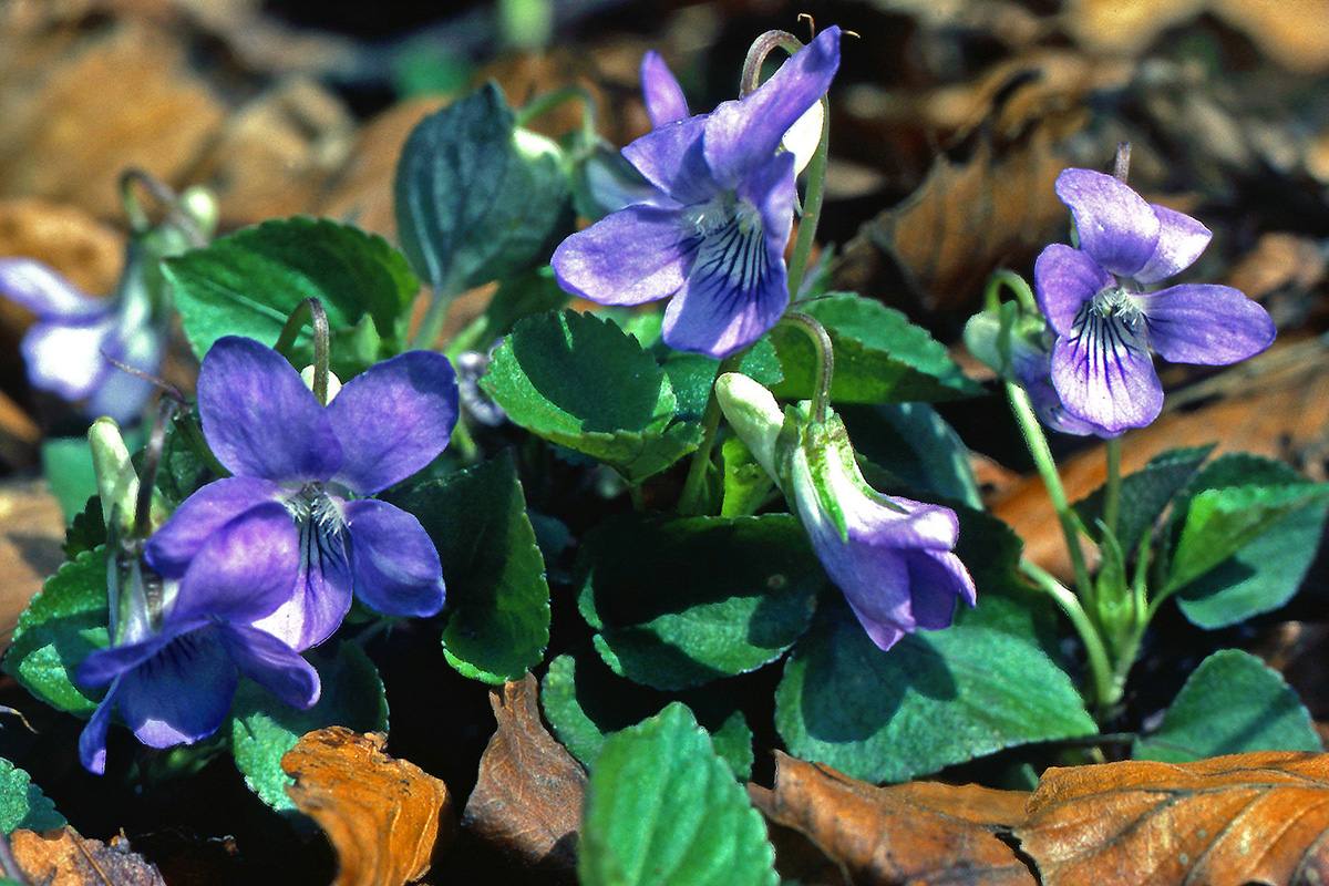 Violaceae Viola riviniana
