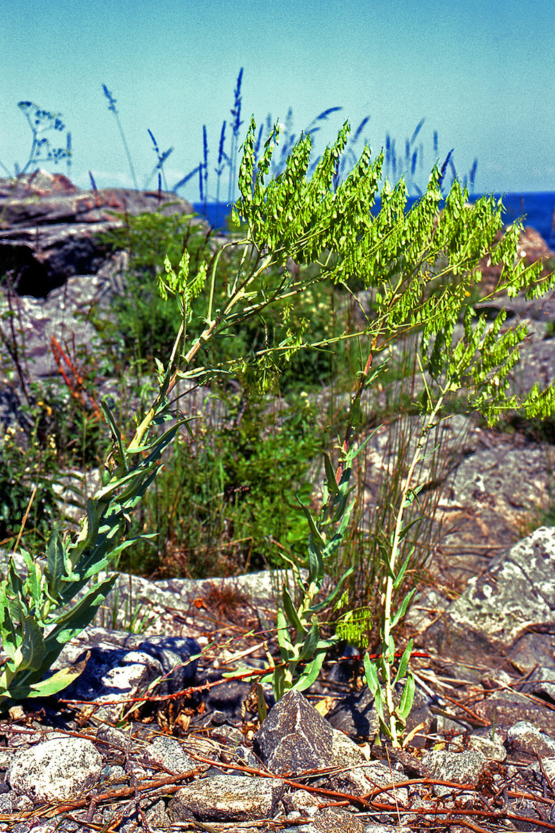 Brassicaceae Isatis tinctoria